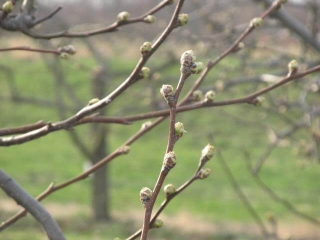 Peach Blossum Buds