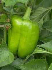 Image of Green Bell Peppers