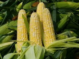 Image of Sweet Corn