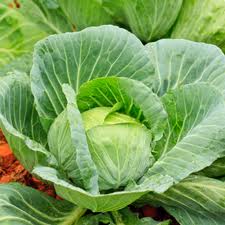 Image of Cabbage