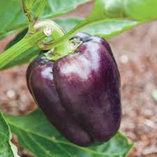 Image of pinot noir sweet pepper