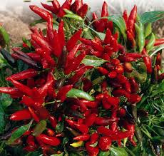 Image of Red Chili pepper