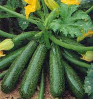 Image of Zucchini